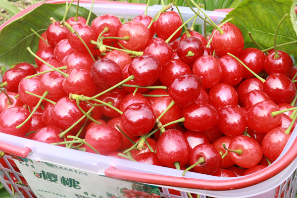 玛瑙红樱桃果形椭圆、果色鲜红、果肉厚重，是樱桃中的优良品种。.JPG