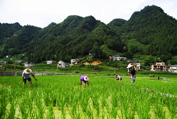 8、观文镇民乐村2社的农民在鱼稻共生种植基地进行田间管理。.jpg