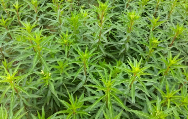 散文里的中草药之：保肝护肝金钟罩赶黄草