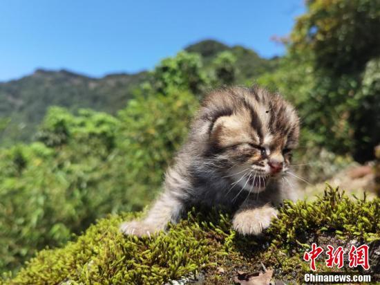  四川泸州：古蔺黄荆景区发现豹猫幼崽(图6)
