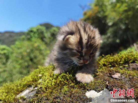  四川泸州：古蔺黄荆景区发现豹猫幼崽(图2)
