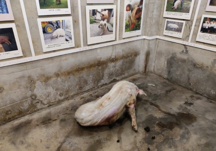 博物馆回应猪坚强情况很糟：会考虑安乐死 遗体或被制成标本