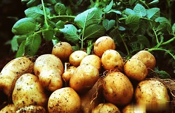 初旭：龙厂沟的土豆(图2)