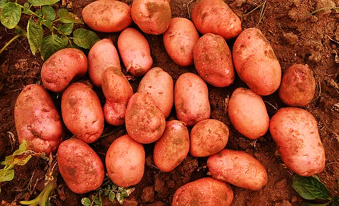 初旭：龙厂沟里的土豆