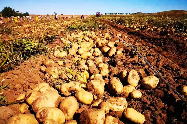 初旭：龙厂沟的土豆(图4)