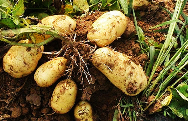 初旭：龙厂沟的土豆(图7)