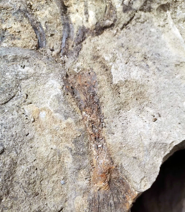 四川宜宾惊现远古化石(图2)