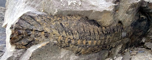 四川宜宾惊现远古化石(图1)