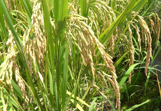 古蔺：科技助农 高山冷水稻进入收割尾期(图4)